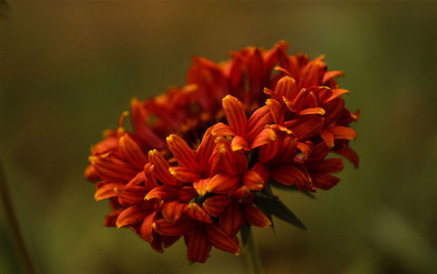 Gaillardia flower (Indian Blanket) All the gailardias in my garden have started blooming all at once!! Gaillardia aristata,Gaillardia pulchella
