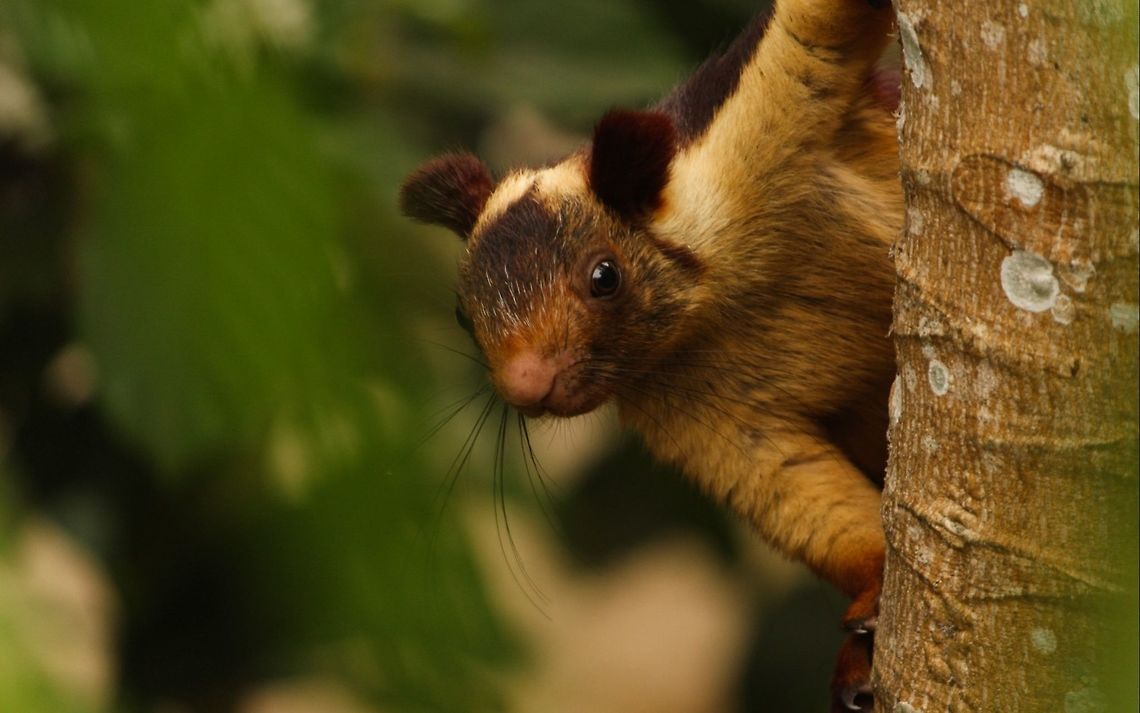 Hello!! I captured this Malabar giant squirrel in one of the coffee plantations in coorg. Indian Giant Squirrel,Ratufa indica