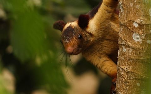 Hello!! I captured this Malabar giant squirrel in one of the coffee plantations in coorg. Indian Giant Squirrel,Ratufa indica