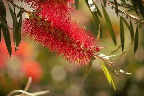 Bottle Brush flower I have always been fond of this flower's unique appearance!! Callistemon viminalis,Weeping Bottlebrush