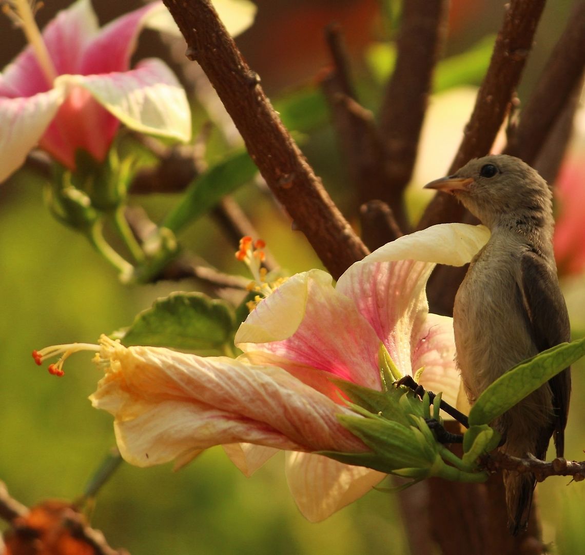 Guardian of the Hibiscus This flowerpecker was actually guarding his hibiscus. Dicaeum erythrorhynchos,Pale-billed flowerpecker