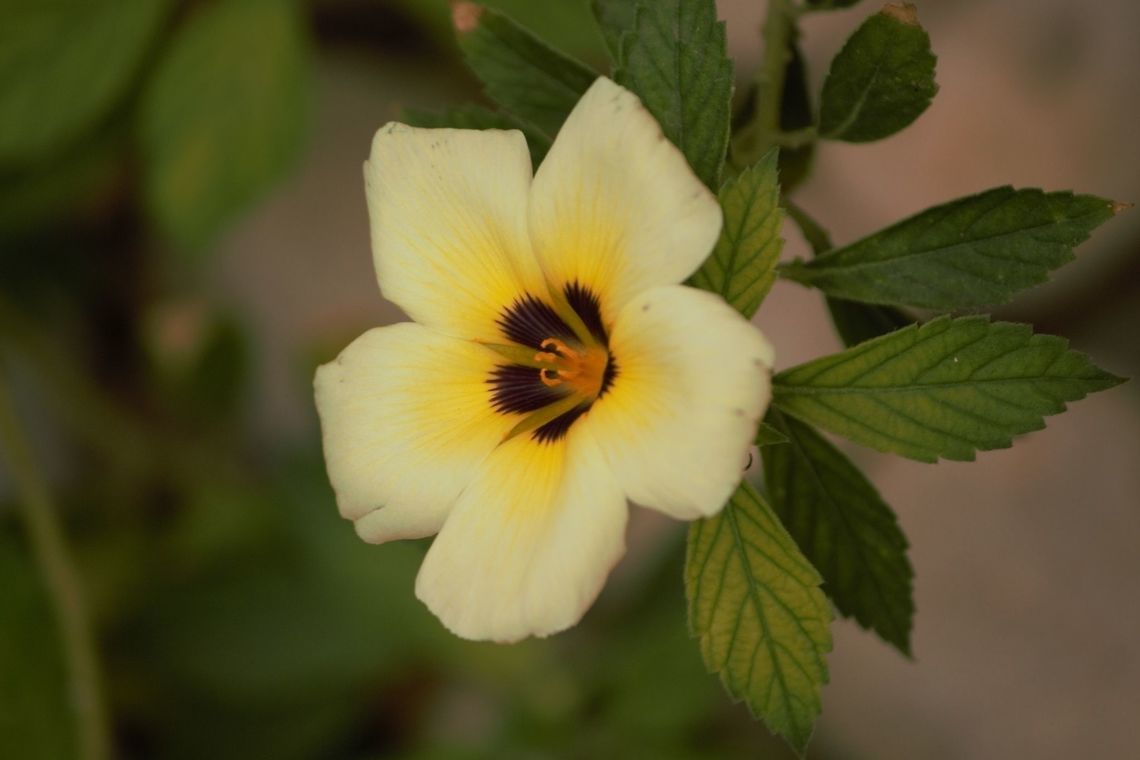 White Buttercup This was one of the first flowers in my garden