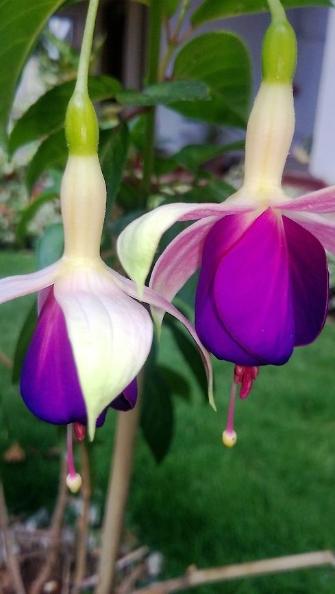 Purple beauties Vibrant Fuchsia Flower from our garden... Fuchsia magellanica,Geotagged,India,Winter