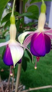 Purple beauties Vibrant Fuchsia Flower from our garden... Fuchsia magellanica,Geotagged,India,Winter