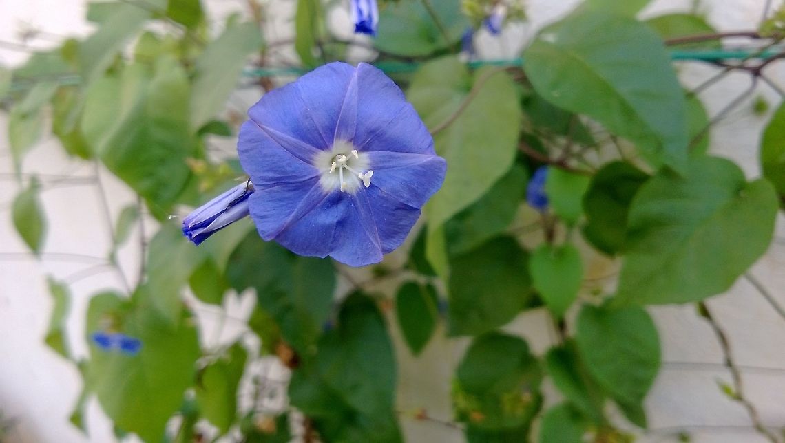 Summer beauty When in full bloom, It is a real beauty... Geotagged,India,Jacquemontia pentanthos,Skyblue clustervine,Winter