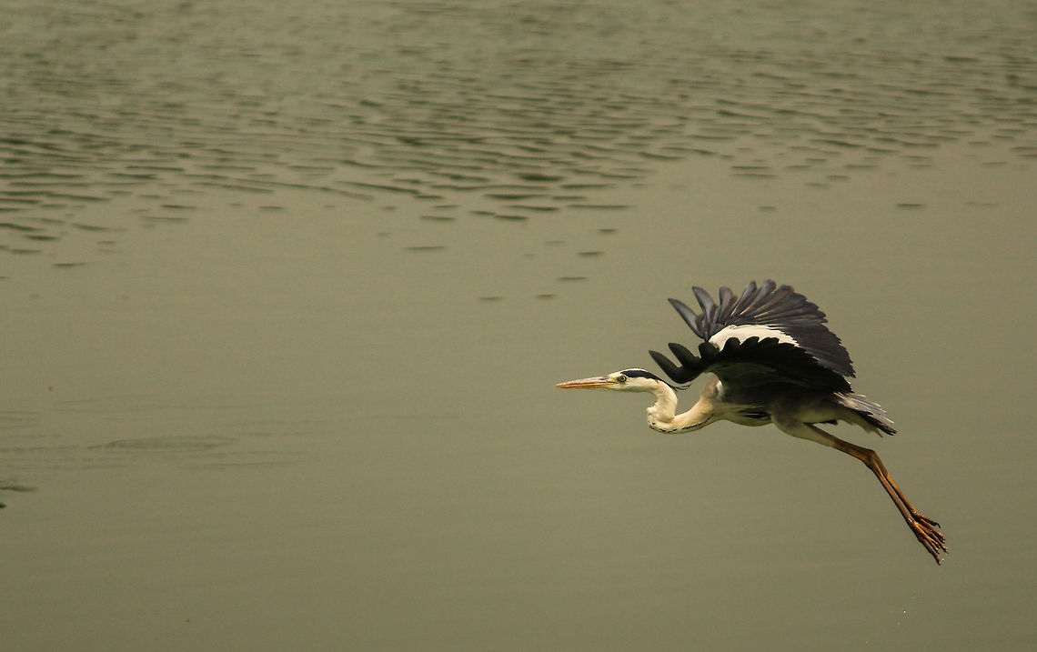 On the move Grey herons are very shy and are tough to capture.  Lucky to get this one Ardea cinerea,Grey heron