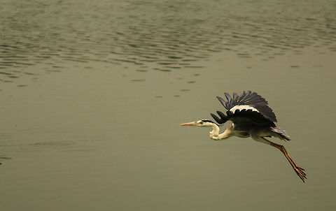 On the move Grey herons are very shy and are tough to capture.  Lucky to get this one Ardea cinerea,Grey heron