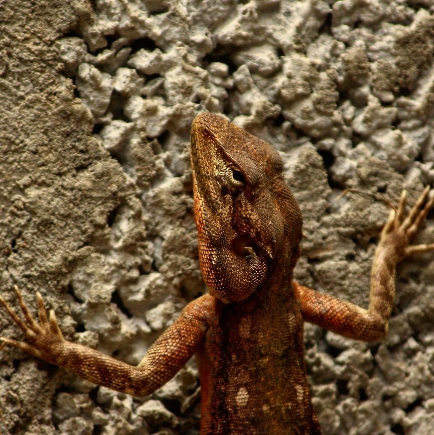 On the wall This guy is a permanent resident in my farm house which is under construction. Calotes versicolor,Oriental Garden Lizard or Changeable Lizard