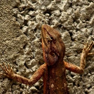 On the wall This guy is a permanent resident in my farm house which is under construction. Calotes versicolor,Oriental Garden Lizard or Changeable Lizard