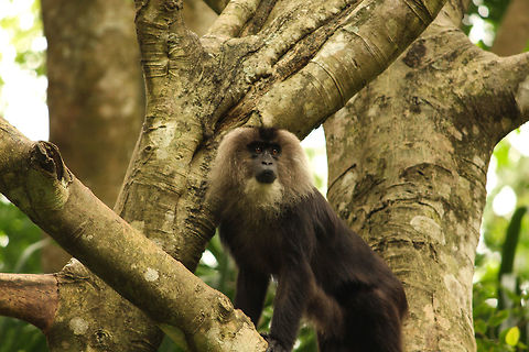 Looking into the distance I was lucky to spot this lion tailed macaque and it gave a good pose!! Lion-tailed macaque,Macaca silenus