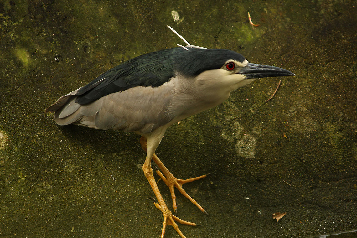 The red eye The red eyes of night heron's have always fascinated me. Black-crowned night heron,Nycticorax nycticorax