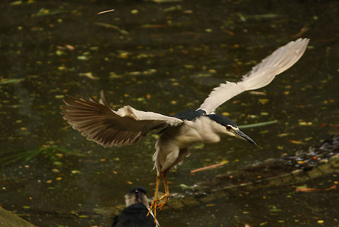 Night heron in flight This night heron was brave enough to be so close to the crocodile nearby!!! Black-crowned night heron,Nycticorax nycticorax