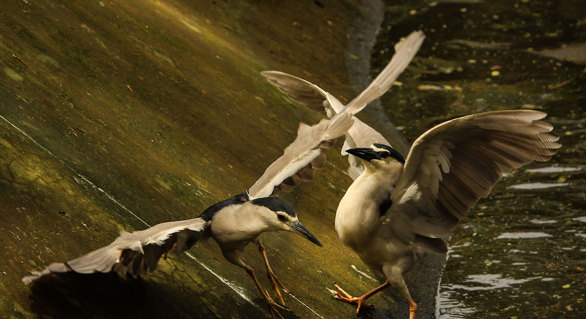 In the mood for a fight These two night herons were in the midst of an intense brawl Black-crowned night heron,Nycticorax nycticorax