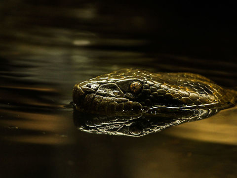 At the surface I took the photo of this anaconda in Trivandrum zoo, India.  It was tough because the lighting was not that great. Eunectes murinus,Green Anaconda,zoo