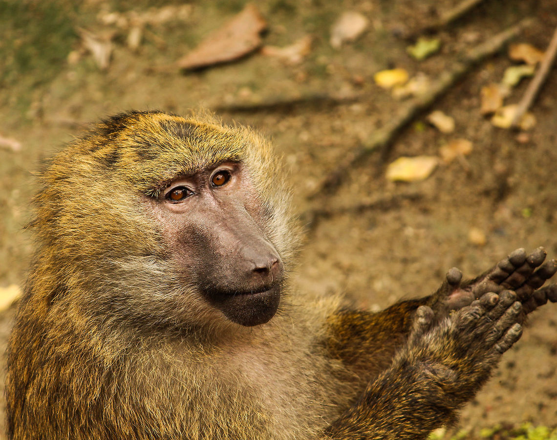 Applause from an olive baboon!! This olive baboon was literally clapping while I was taking its photo!! Olive baboon,Papio anubis,Zoo