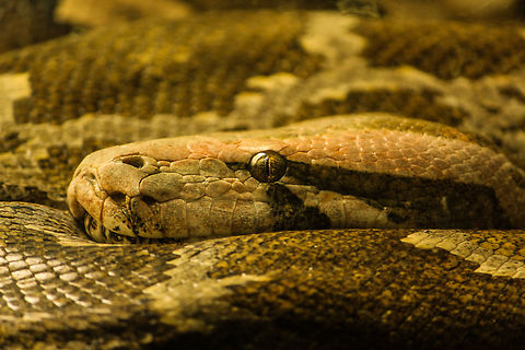 Eye of the snake This is one of my favorite shots of an Indian rock python. Python molurus