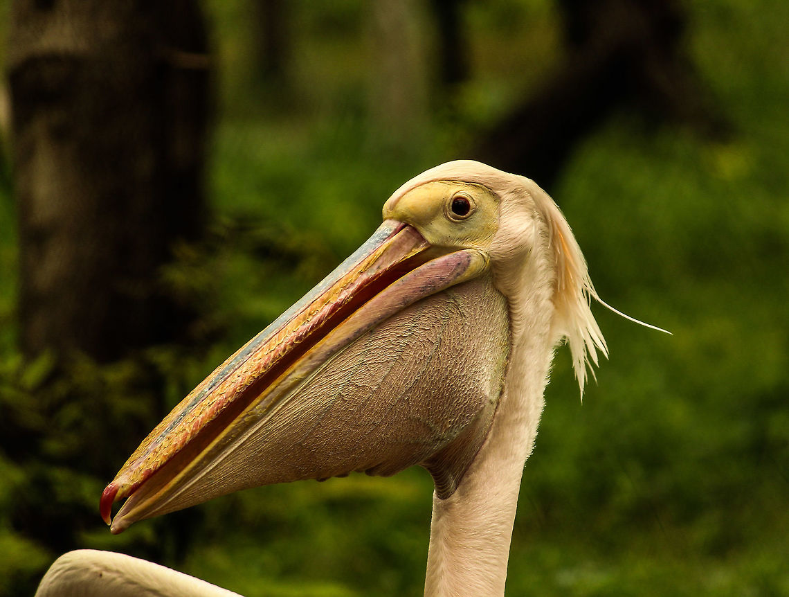 Up close and personal This great white pelican did not move no matter how close i got to it.  Gave me a good opportunity for a photo. Great White Pelican,Pelecanus onocrotalus