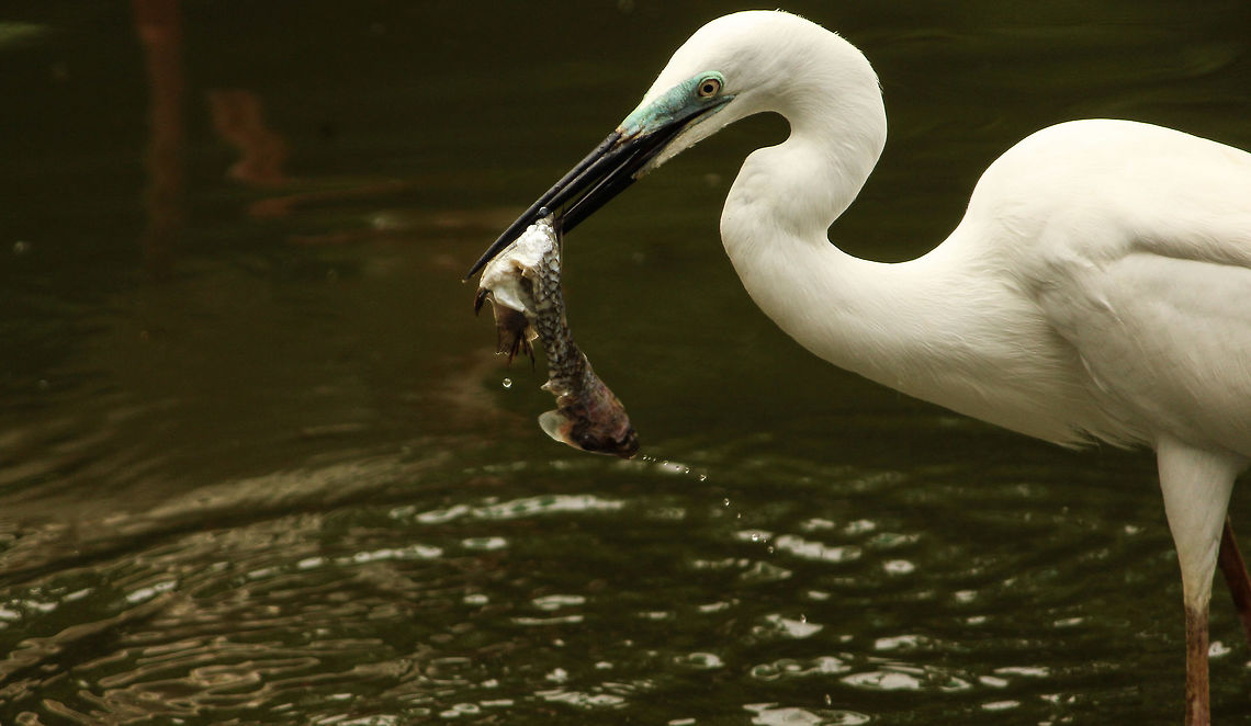 Fishing A little egret fishing!! Egretta garzetta,Little Egret