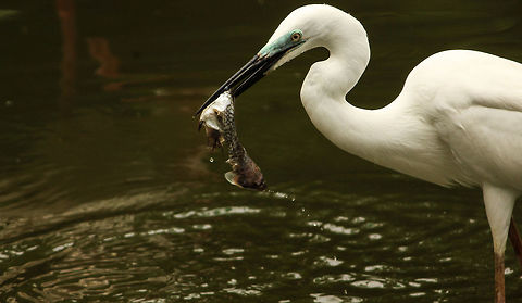 Fishing A little egret fishing!! Egretta garzetta,Little Egret