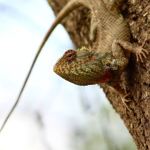 Approaching the breeding season This garden lizard started developing its colors for the breeding season. Bangalore,Calotes versicolor,India,Oriental Garden Lizard or Changeable Lizard,Reptiles