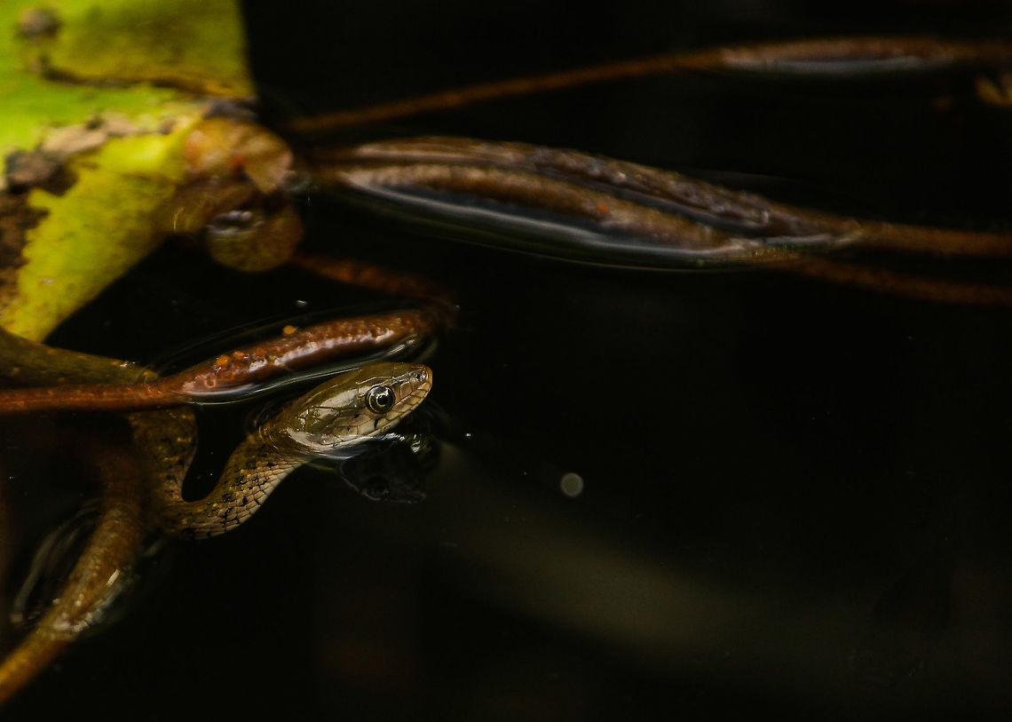 Peeping out of the water This baby olive keelback water snake is a permanent resident in the pond in our house!! Atretium schistosum,Olive Keelback