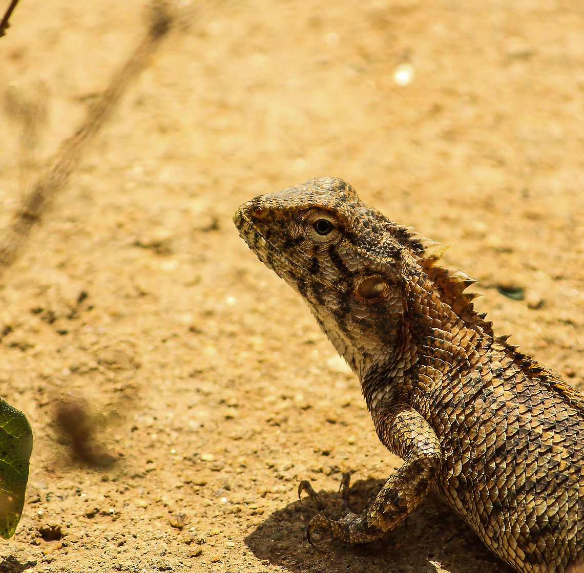 A desert scene I captured this photo while I was following a kingfisher.  This lizard was right in front of me and I was too tempted to let it go.  I lost my kingfisher pic in the process :-) Calotes versicolor,Oriental Garden Lizard orChangeable Lizard