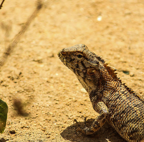 A desert scene I captured this photo while I was following a kingfisher.  This lizard was right in front of me and I was too tempted to let it go.  I lost my kingfisher pic in the process :-) Calotes versicolor,Oriental Garden Lizard orChangeable Lizard