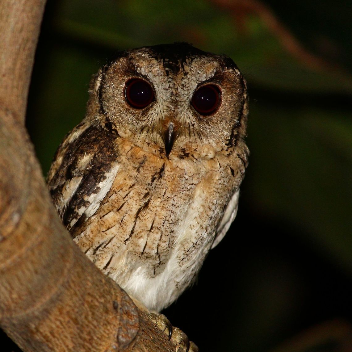 Owl stare A cute spotted owlet.  This shot was tough as it was pitch black and had to use flash Athene brama,Indian scops owl,Otus bakkamoena,Spotted Owlet