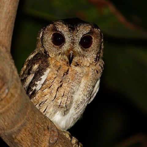 Owl stare A cute spotted owlet.  This shot was tough as it was pitch black and had to use flash Athene brama,Indian scops owl,Otus bakkamoena,Spotted Owlet