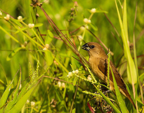 Morning snack A scaly breasted munia in the middle of its snack Lonchura punctulata,Scaly-breasted munia