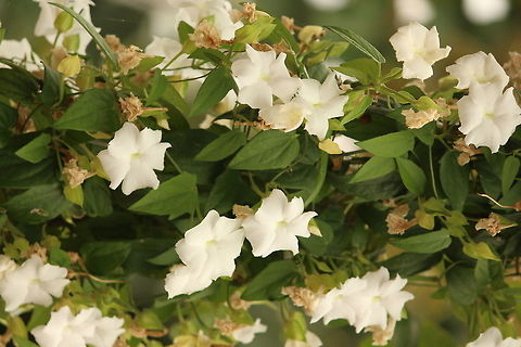 Angel wings This flower is a new addition to my garden Thunbergia fragrans