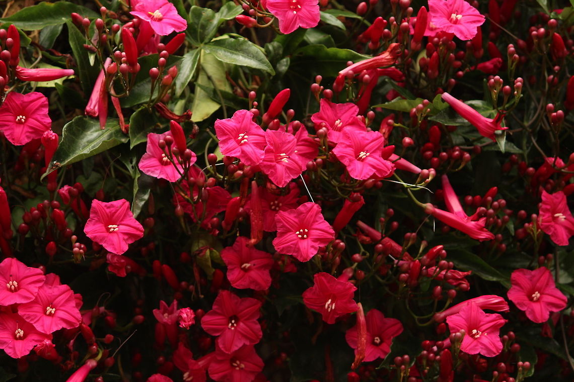 Ipomea in full bloom This is the pink beauty of my garden Ipomoea horsfalliae,Lady Doorlys morning glory