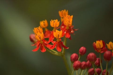 Mexican butterfly weed This flower had spread throughout my garden. Asclepias curassavica