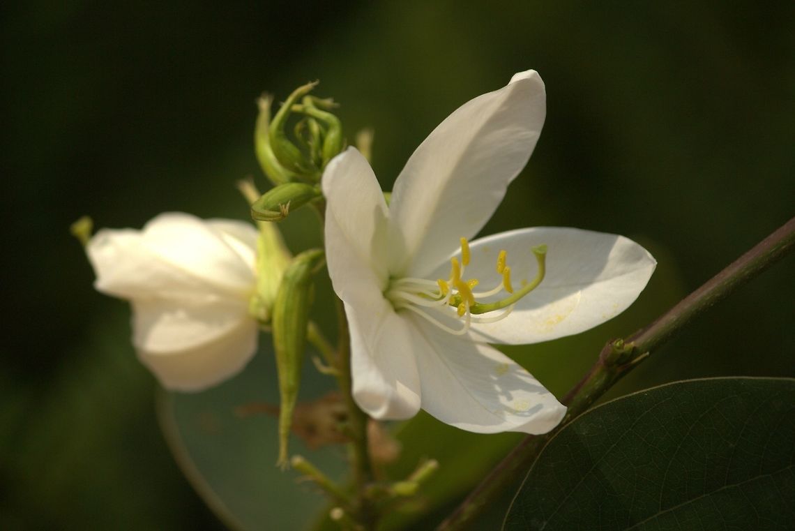 Bauhinia acuminata A beautiful flower that has recently been planted in my garden. Bauhinia acuminata
