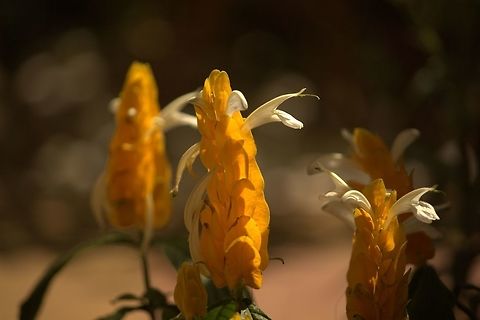 Pachystachys lutea I like this flower for its unique sharp. Lollipop Plant,Pachystachys lutea