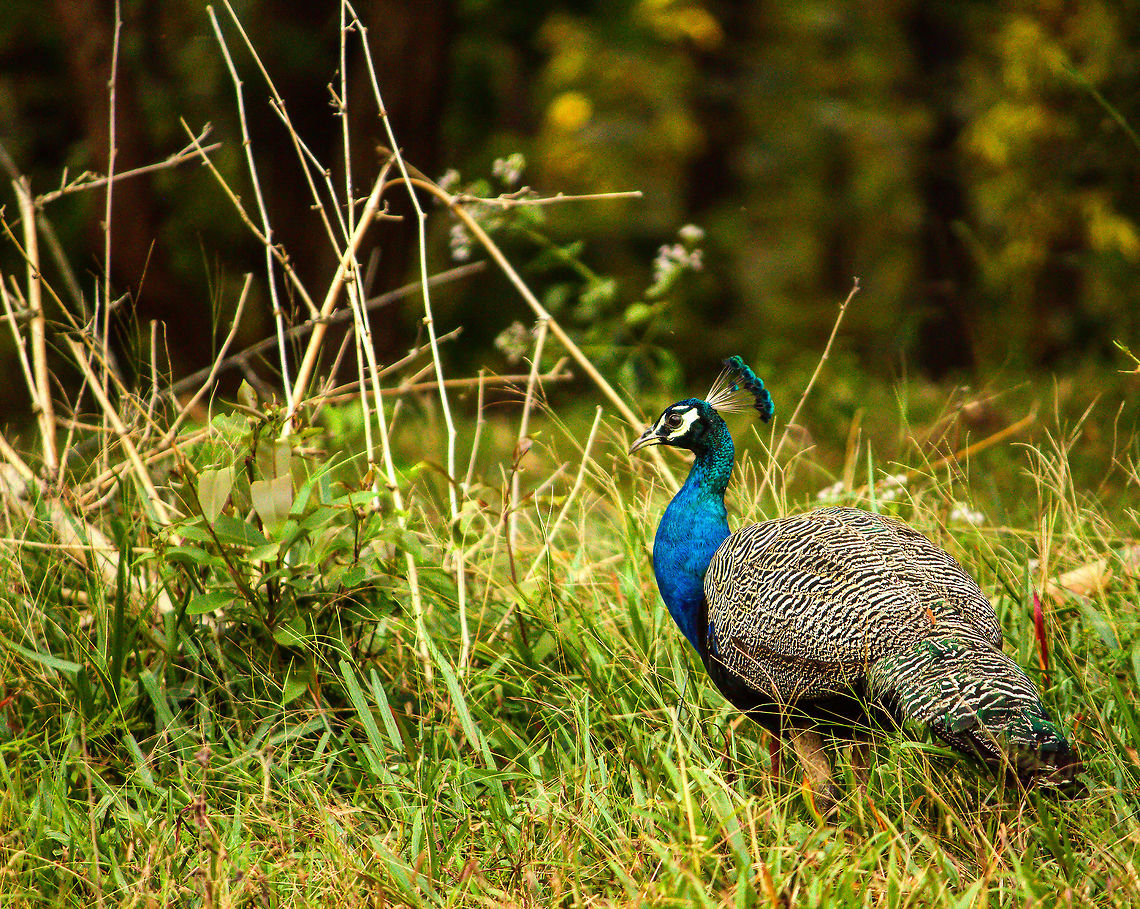 Indian Beauty The Indian Peafowl is perhaps the most beautiful bird in the world Indian peafowl,Pavo cristatus