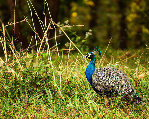 Indian Beauty The Indian Peafowl is perhaps the most beautiful bird in the world Indian peafowl,Pavo cristatus