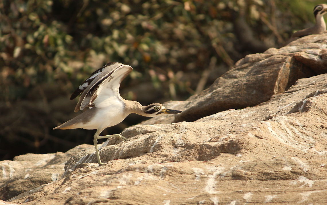 Dancing curlew Got this greater stone curlew in middle of its dance practice :-) Esacus recurvirostris,Great stone-curlew