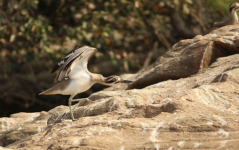 Dancing curlew Got this greater stone curlew in middle of its dance practice :-) Esacus recurvirostris,Great stone-curlew