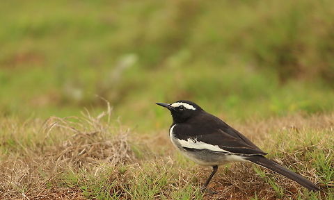 Wagtail in the grass This wagtail is a regular visitor in my garden. Motacilla maderaspatensis,White-browed Wagtail