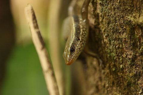 'Skink' time Its quite tough to spot these guys, especially when they are up on a tree. Eutropis carinata,Keeled Indian Mabuya