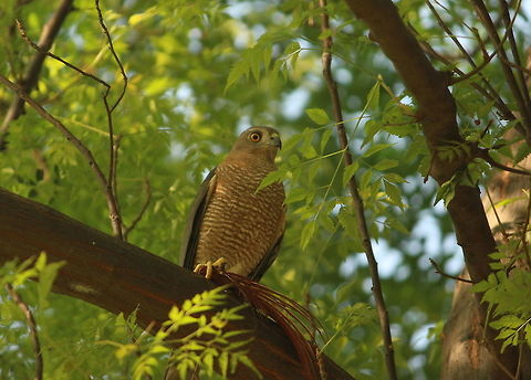 Shikra in the green. I took this photo in the busy city of Chandigarh, India.  It was very surprising to see that even though the city is very well developed and crowded, a wide variety of interesting and rare birds can still be spotted. Accipiter badius,Shikra