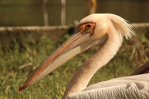 A 'Great' great white pelican This pelican was a true model!  Wanted itself to be phtographed:-) Great white pelican,Pelecanus onocrotalus
