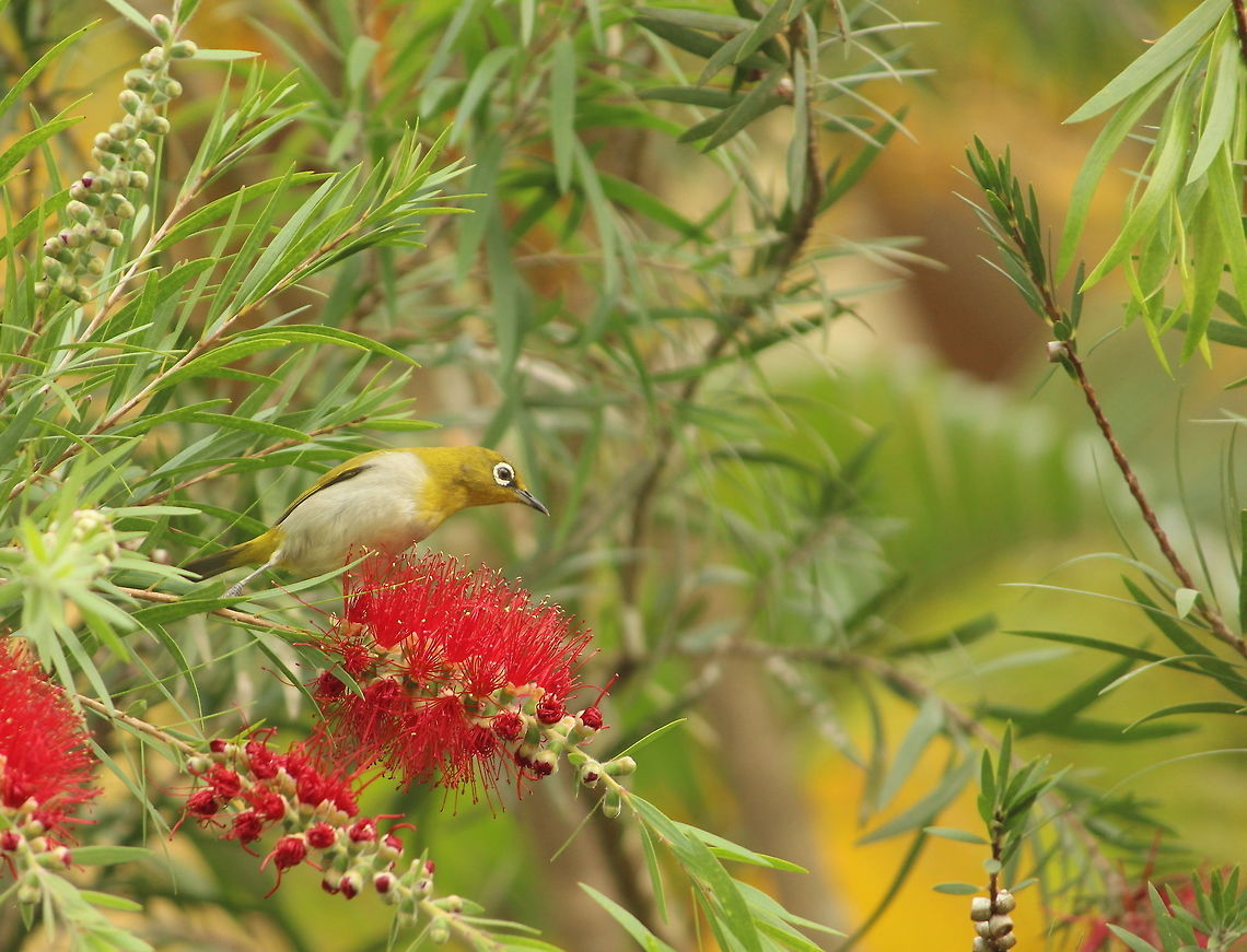 Photo durinig a meal An oriental white eye atop a bottle brush flower Oriental White-eye,Zosterops palpebrosus