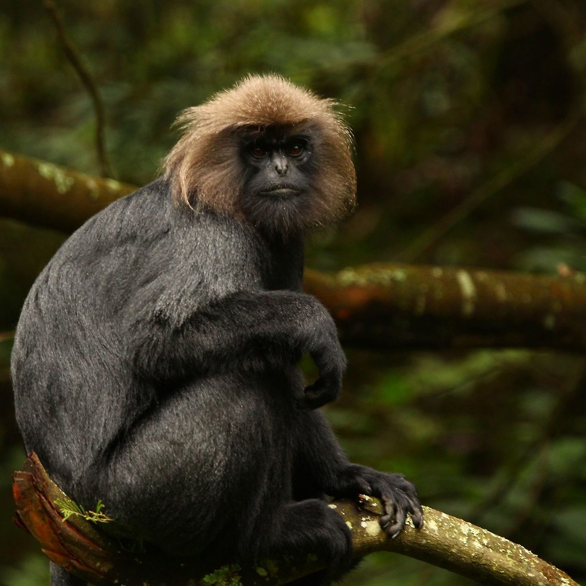 Staring into the depths Caught this nilgiri langur while at the hill station of Ooty in Tamil Nadu, India Nilgiri langur,Trachypithecus johnii