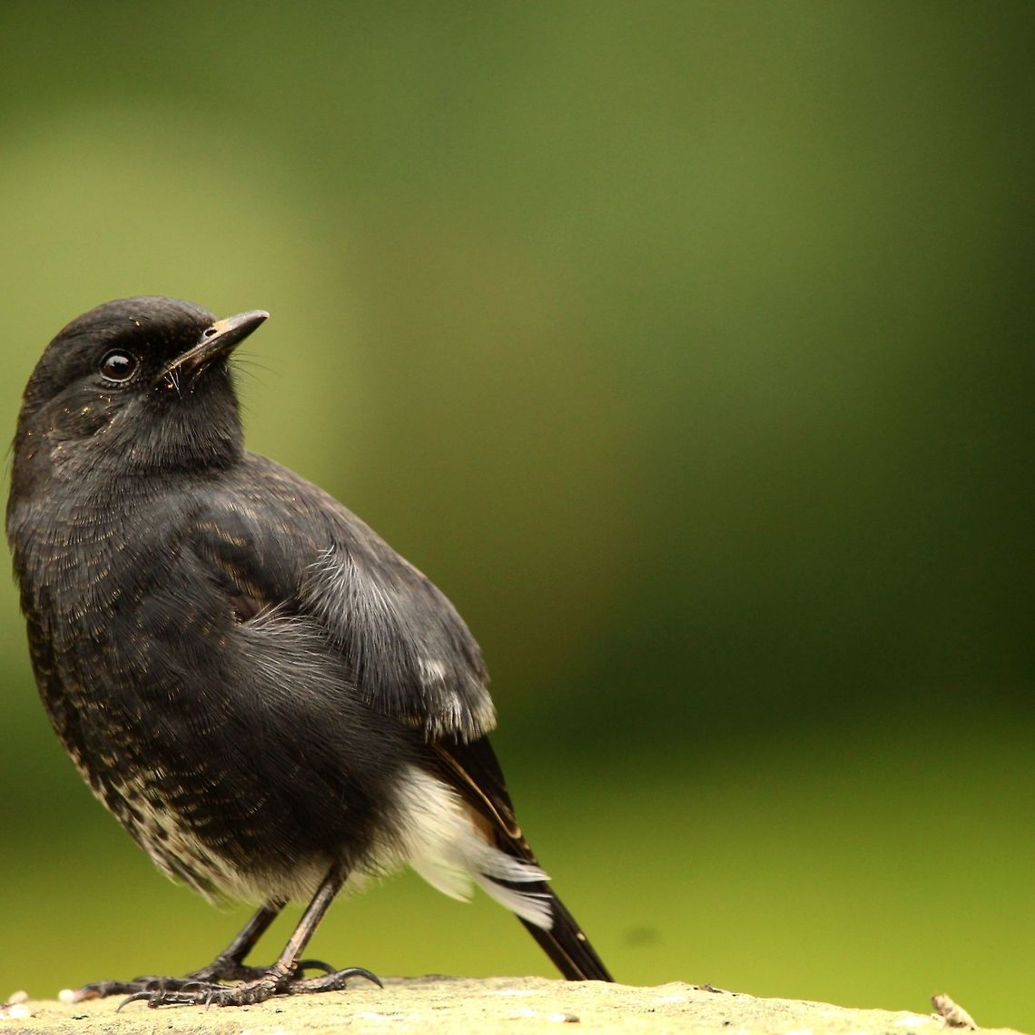 Having a chat with a Pied Bush Chat This guy was eluding me for over an hour but finally decided to give me a shot! Pied bush chat,Saxicola caprata