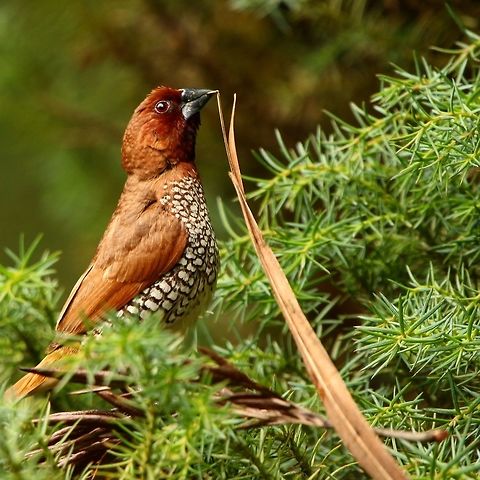 Gathering for a nest Lucky to get this shot in the Nilgiris. One of my best photos of a scaly breasted munia! Lonchura punctulata,Scaly-breasted munia