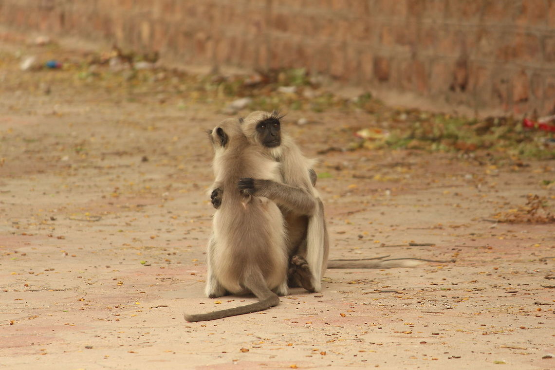 Sibling Love This photo truly shows that all living things show emotion and love towards each other.  Didn't want to disturb these two and maintained a distance to all ow them to enjoy their cuddle:-) Northern plains gray langur,Semnopithecus dussumieri,Semnopithecus entellus,Southern plains gray langur