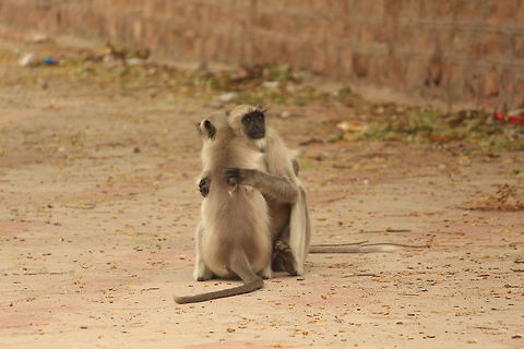 Sibling Love This photo truly shows that all living things show emotion and love towards each other.  Didn't want to disturb these two and maintained a distance to all ow them to enjoy their cuddle:-) Northern plains gray langur,Semnopithecus dussumieri,Semnopithecus entellus,Southern plains gray langur