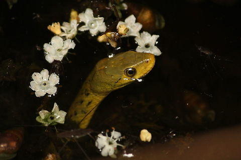 Hello from the other side!! This olive keelback watersnake was peeping out of the water.  The flowers were so nicely positioned around it.    Atretium schistosum,Olive Keelback